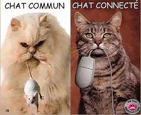 Les chats !